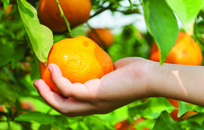 How to grow - growing and planting citrus 