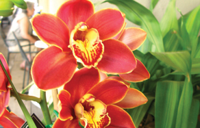 How to grow - growing and planting cymbidium orchid