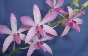 How to grow - growing and planting dendrobium orchid