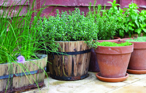 How to grow - growing and planting herbs in pots