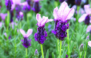 How to grow - growing and planting lavender