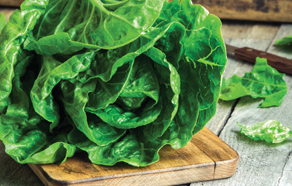 How to grow and plant lettuce - watering lettuce