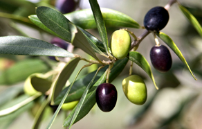 How to grow and plant olive trees