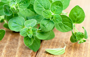 Growing and Planting Oregano herb