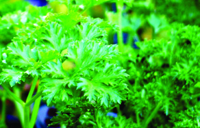 How to grow - growing and planting parsley