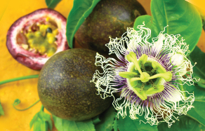 Planting and growing passionfruit vines