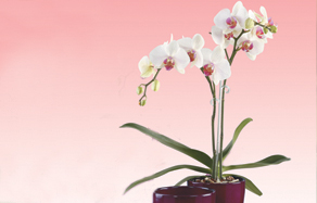 How to grow - growing and planting phalaenopsis orchid