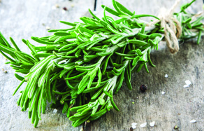 How to grow - growing and planting rosemary