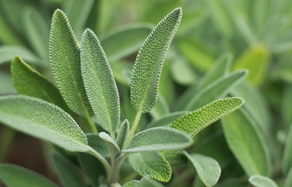 Growing and Planting Sage Herb
