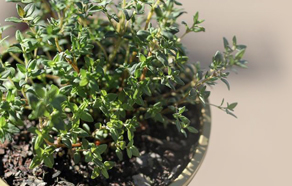 Growing and planting thyme herb