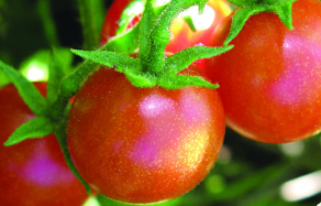 How to grow tomatoes - planting and fertilising care guide