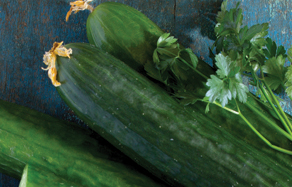 How to grow cucumbers - planting and growing cucumbers in Australia