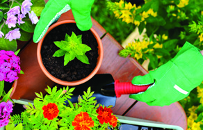 How to pot an plant - pot plant gardening tips