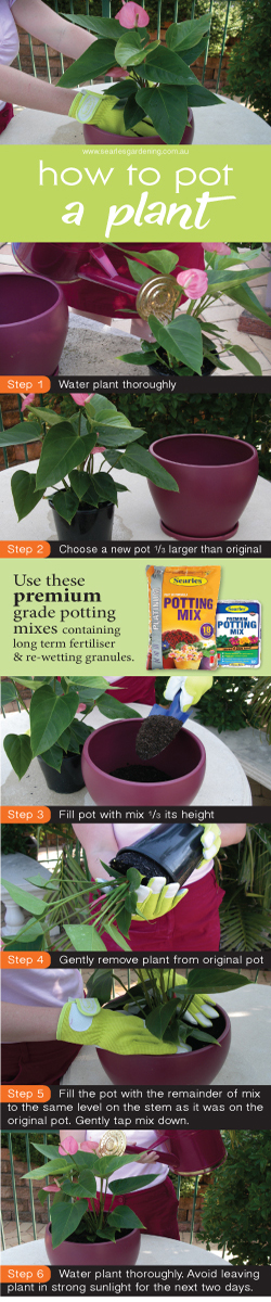 How to pot a plant - potting up tips - premium potting mix