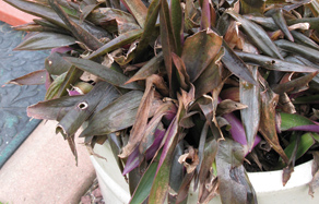 How to protect from frost damage in Australia