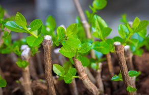 How to take and propagate plant cuttings