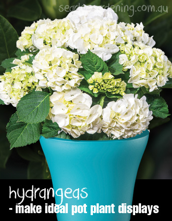 Hydrangea pot plant - Best plants for pot plants