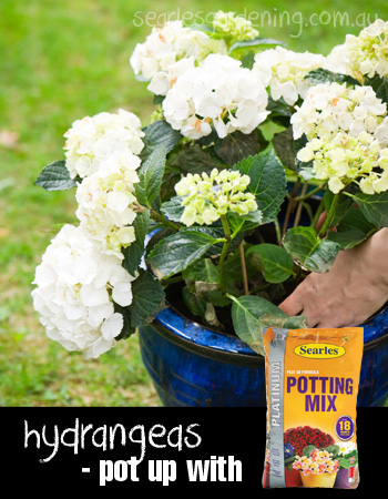 Hydrangea in pots - Best potting mix for hydrangea planting