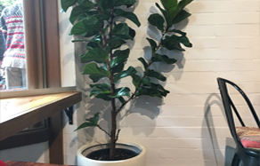 INDOOR PLANT PROBLEM SOLVER AND CARE GUIDE