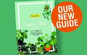 Indoor Plants growing and care guide Australia