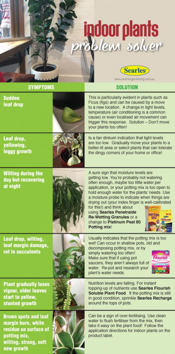 Indoor plant problem solver and care guide #indoorplants #gardening #indoor #diy #homedecor #australia