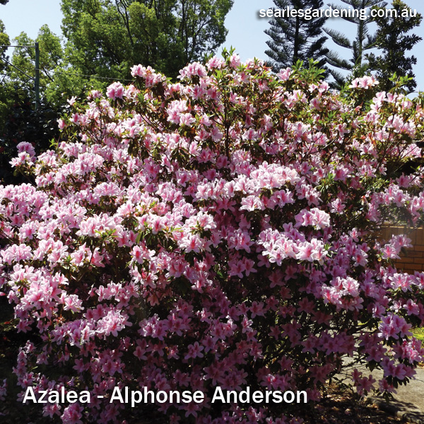 Instant Spring Flower colour in the garden Azalea