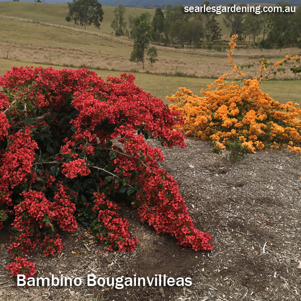 Instant Spring Flower colour in the garden Bambino Bougainvilleas