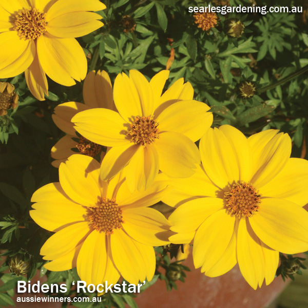 Instant Spring Flower colour in the garden Bidens