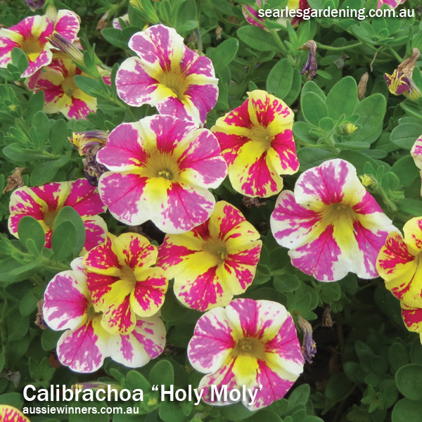 Instant Spring Flower colour in the garden Calibrachoa