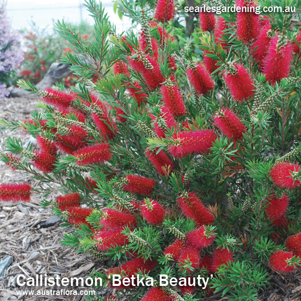 Instant Spring Flower colour in the garden Callistemon Betka Beauty