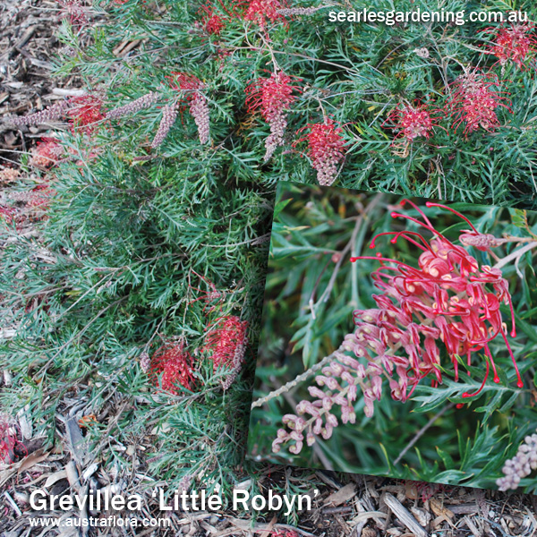 Instant Spring Flower colour in the garden Grevillea Little Robyn