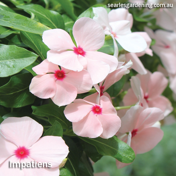 Instant Spring Flower colour in the garden Impatiens