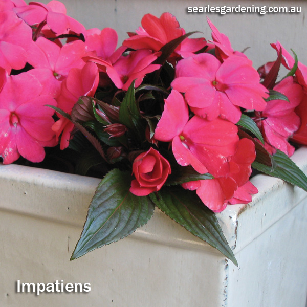 Instant Spring Flower colour in the garden Impatiens