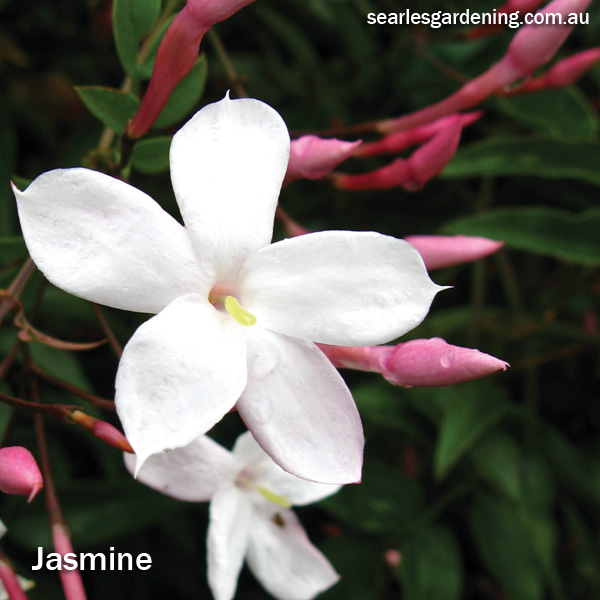 Instant Spring Flower colour in the garden Jasmine