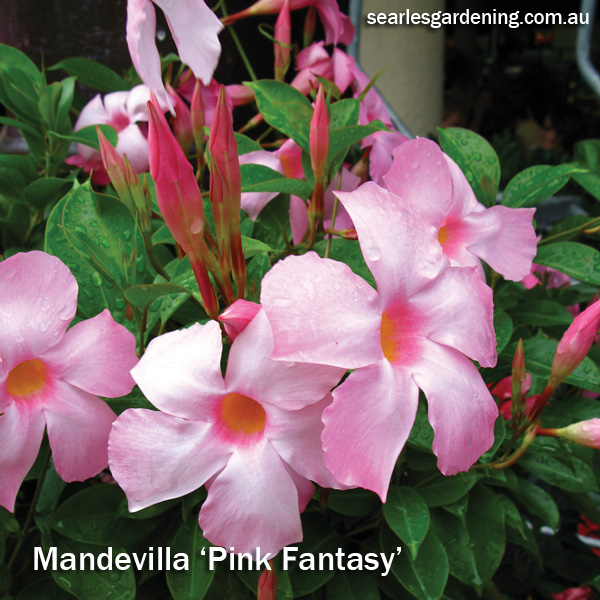 Instant Spring Flower colour in the garden Mandevilla