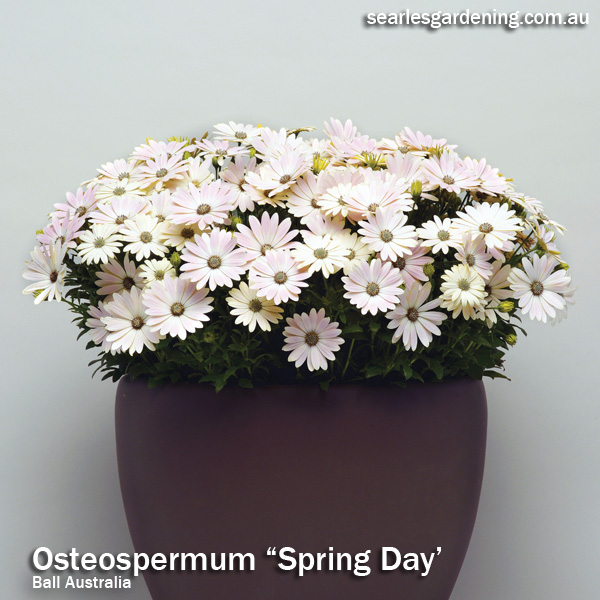 Instant Spring Flower colour in the garden Osteospermum Spring Day