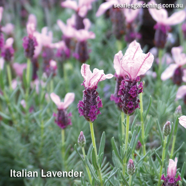 Instant Spring Flower colour in the garden lavender