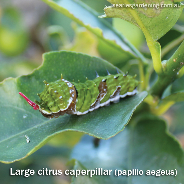 Large caterpillar on citrus leaf Australia