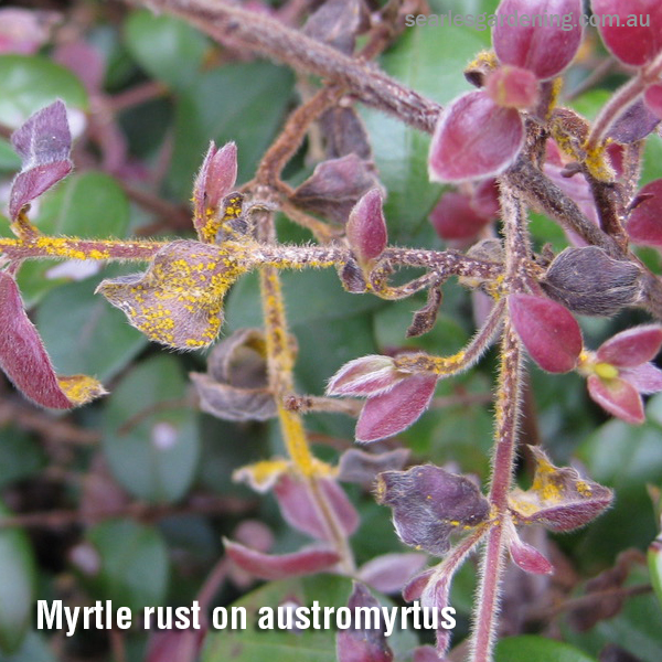 Myrtle rust on austromyrtus Australian Natives pest and diseases solutions