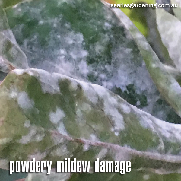 Powdery mildew damage on plant