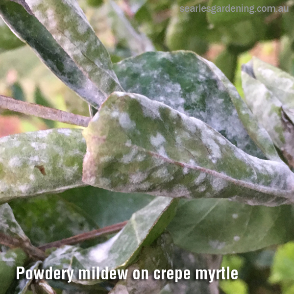 Powdery mildew on crepe myrtle Australian Natives pest and diseases solutions