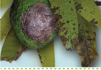 Anthracnose on avocado symptoms