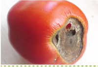 Problem Solver-Disease-controlling Blossom End Rot