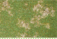 Problem Solver-Disease-controlling Dollar Spot