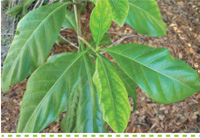 Searles Garden - Problem Solver - Controlling Iron Deficiency