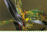 Searles Garden - Problem Solver - Controlling Myrtle Rust