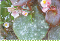 Searles Garden - Problem Solver - Controlling Powdery Mildew