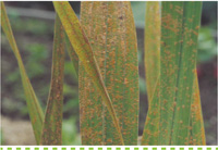 Problem Solver-Disease-controlling Rust