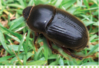 Problem Solver-Pests-African Black Beetle #searlegardenproducts