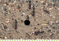 Problem Solver-Pests-Controlling Ants #searlegardenproducts